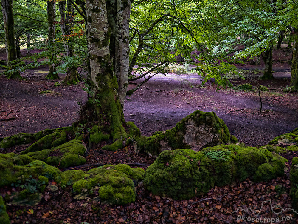 Bosque de Urbasa, Navarra.