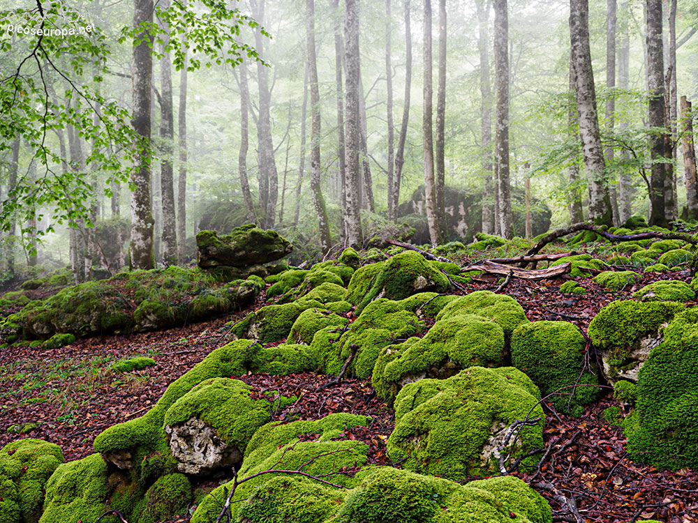 Foto: Parque Natural de Urbasa y Andia, Navarra