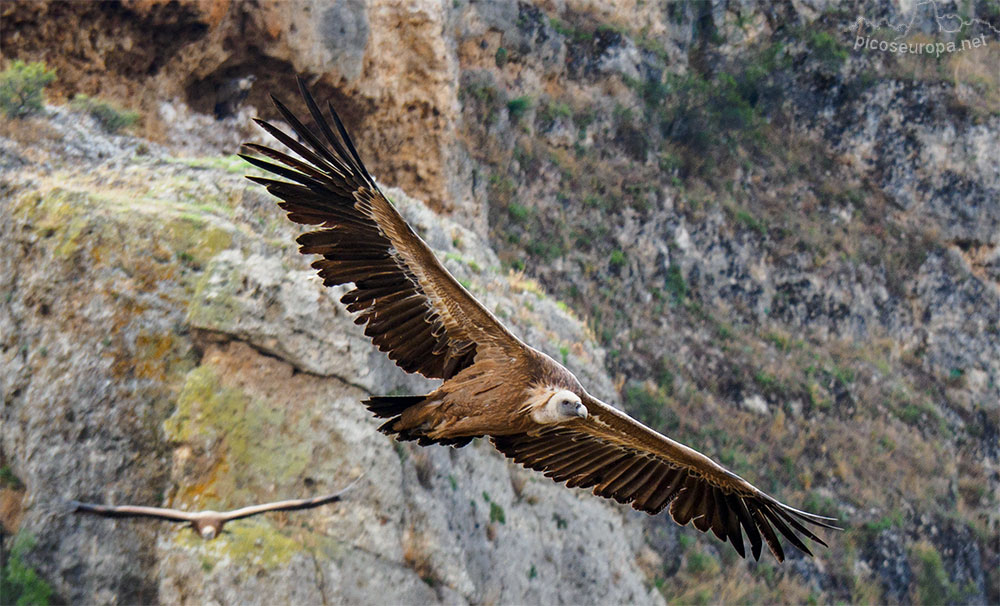 Un maestro del vuelo. Buitres en las Hoces del Duraton, Segovia, Castilla y León.