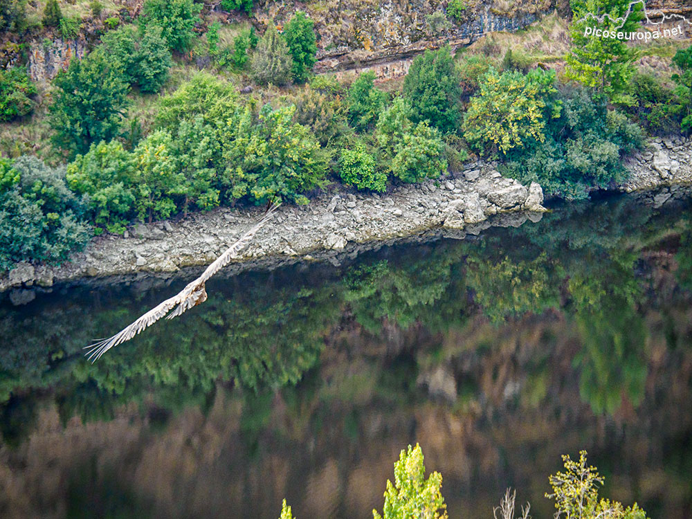 Hoces del río Duraton. Segovia.