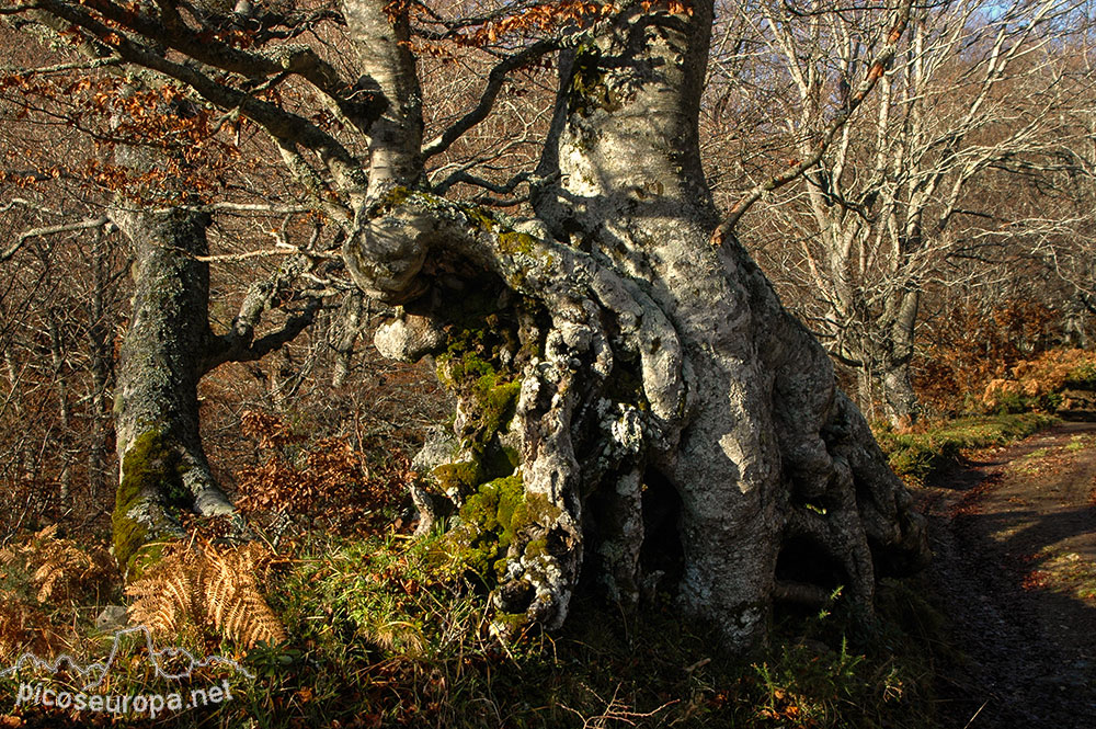 Soto de Sajambre, bosque Los Rocinos, León, Picos de Europa