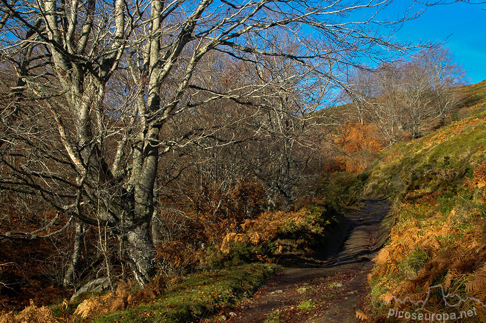 Soto de Sajambre, bosque Los Rocinos, León, Picos de Europa