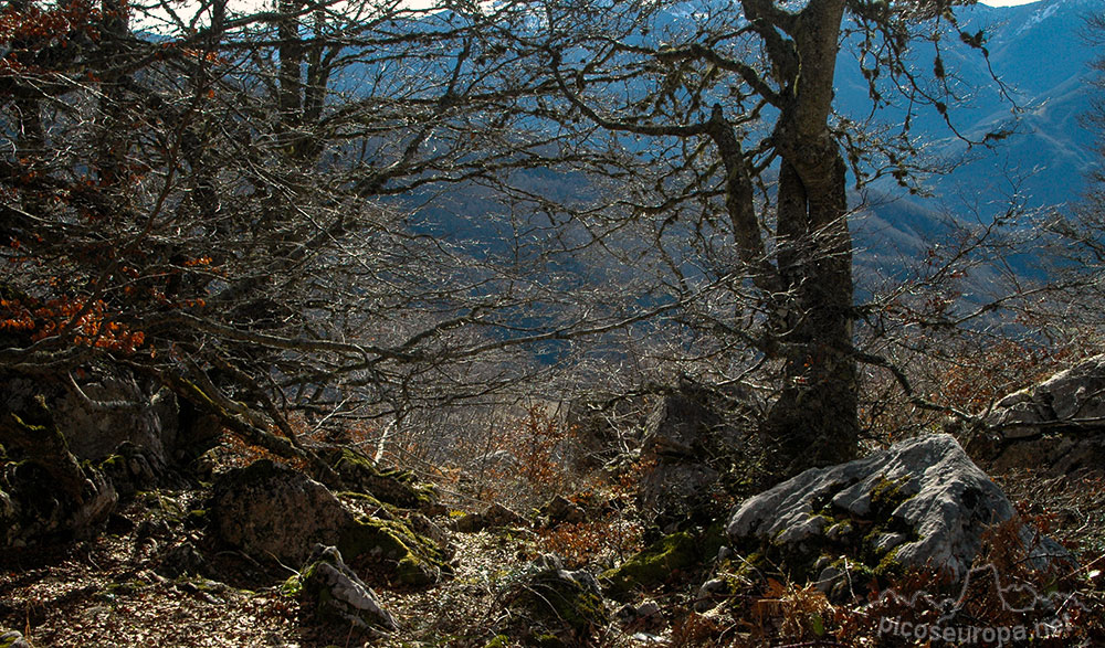 Soto de Sajambre, bosque Los Rocinos, León, Picos de Europa