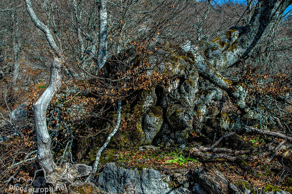 Soto de Sajambre, bosque Los Rocinos, León, Picos de Europa