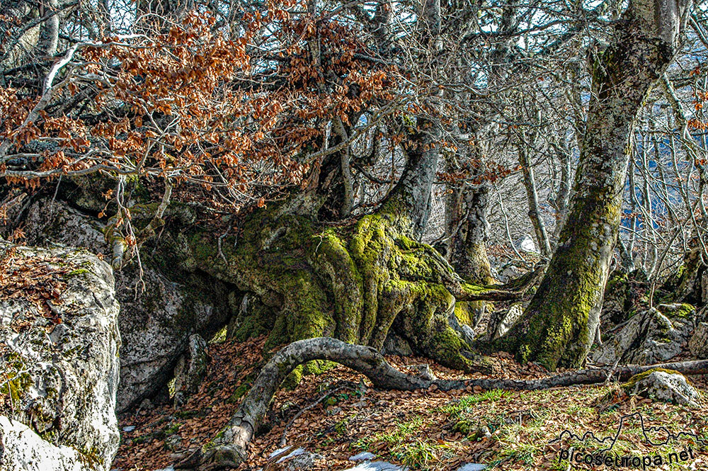 Soto de Sajambre, bosque Los Rocinos, León, Picos de Europa