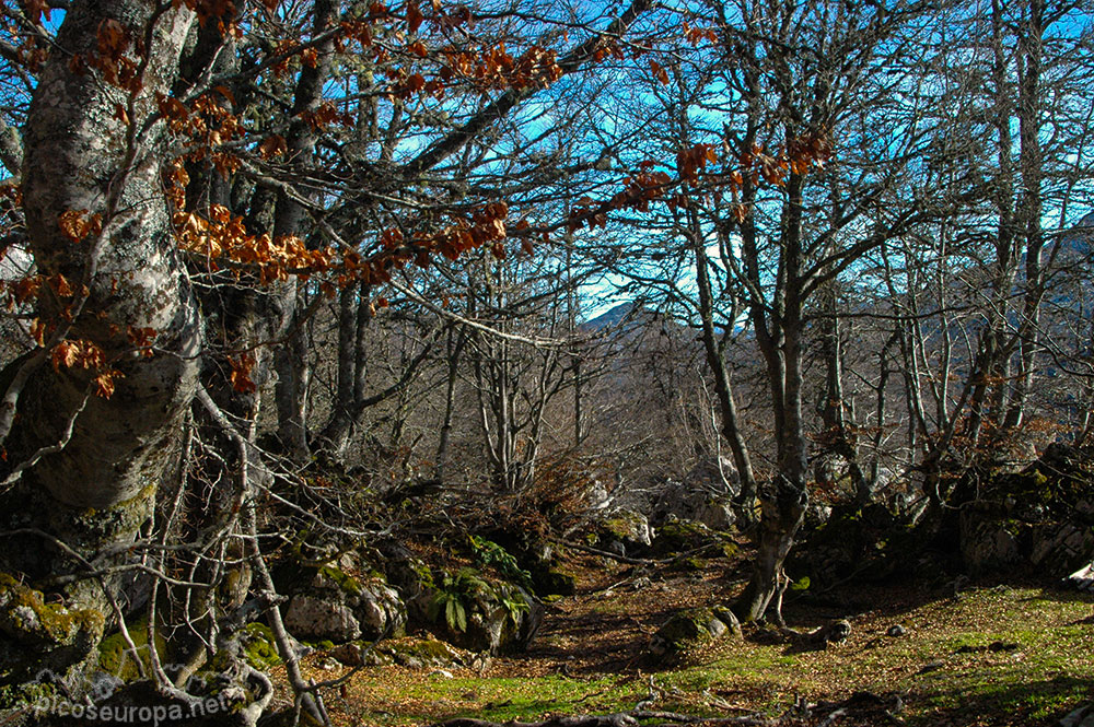 Soto de Sajambre, bosque Los Rocinos, León, Picos de Europa