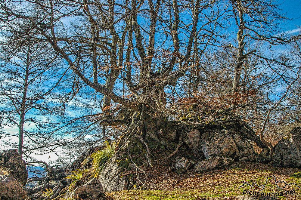 Soto de Sajambre, bosque Los Rocinos, León, Picos de Europa