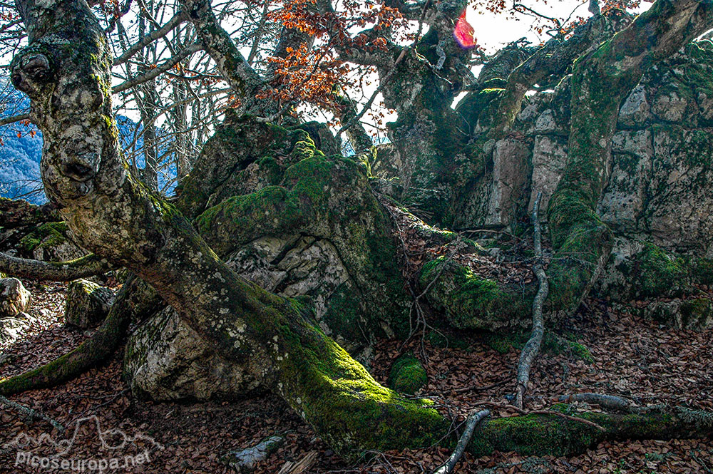 Ruta y fotos: El bosque encantado de Rocinos en Sajambre, León, Picos de Europa