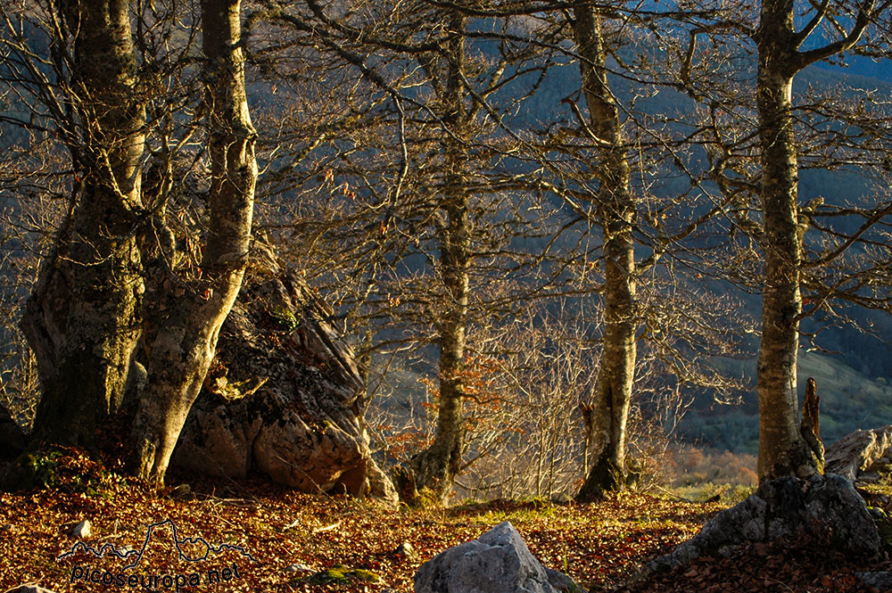 Soto de Sajambre, bosque Los Rocinos, León, Picos de Europa