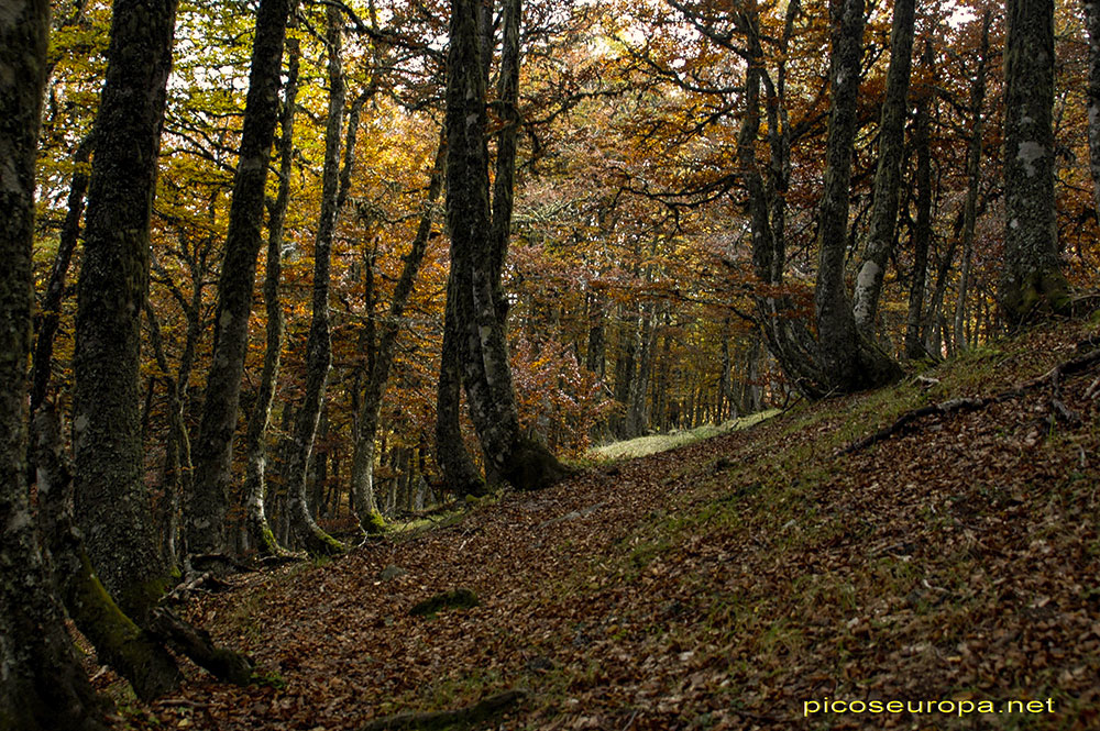 Los bosques situados entre el refugio de Vegabaño y el Collado de Dobres, Sajambre, León, Picos de Europa