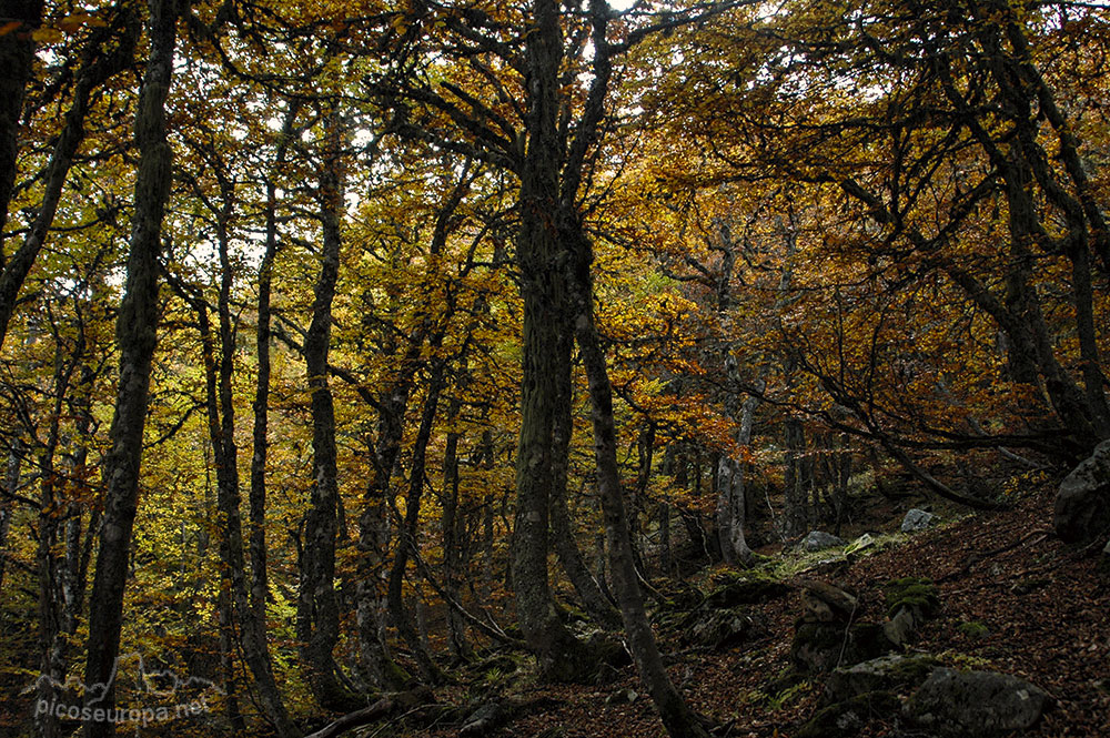 El bosque, camino del Pico Jario, Sajambre, Picos de Europa, León