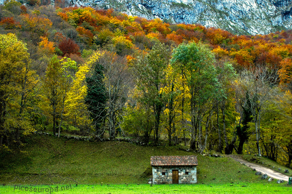 Foto: De Posada de Valdeón a Cain por el Bosque Corona, Picos de Europa, León