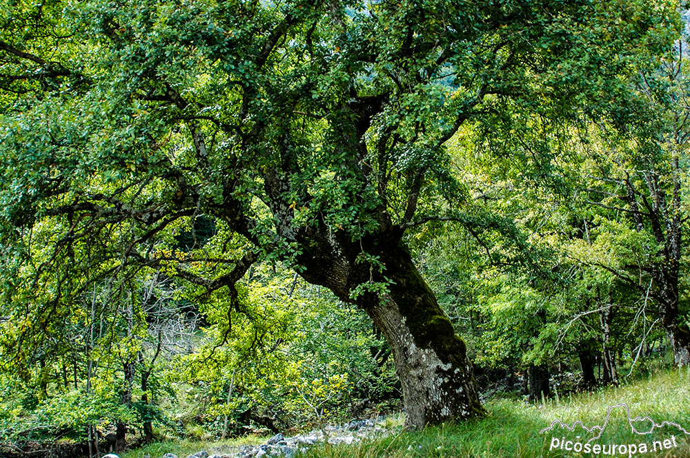 Bosque en la ruta Posada de Valdeón a Cain, Picos de Europa, León, España